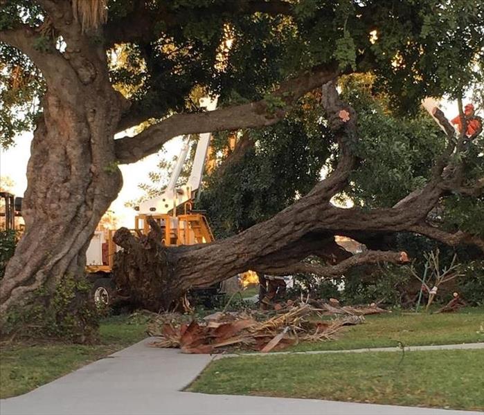 Fallen tree